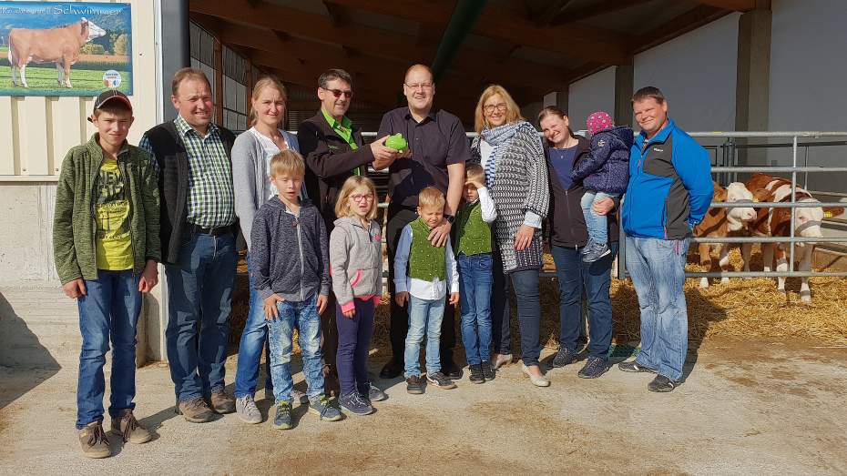 Mais und Kälber