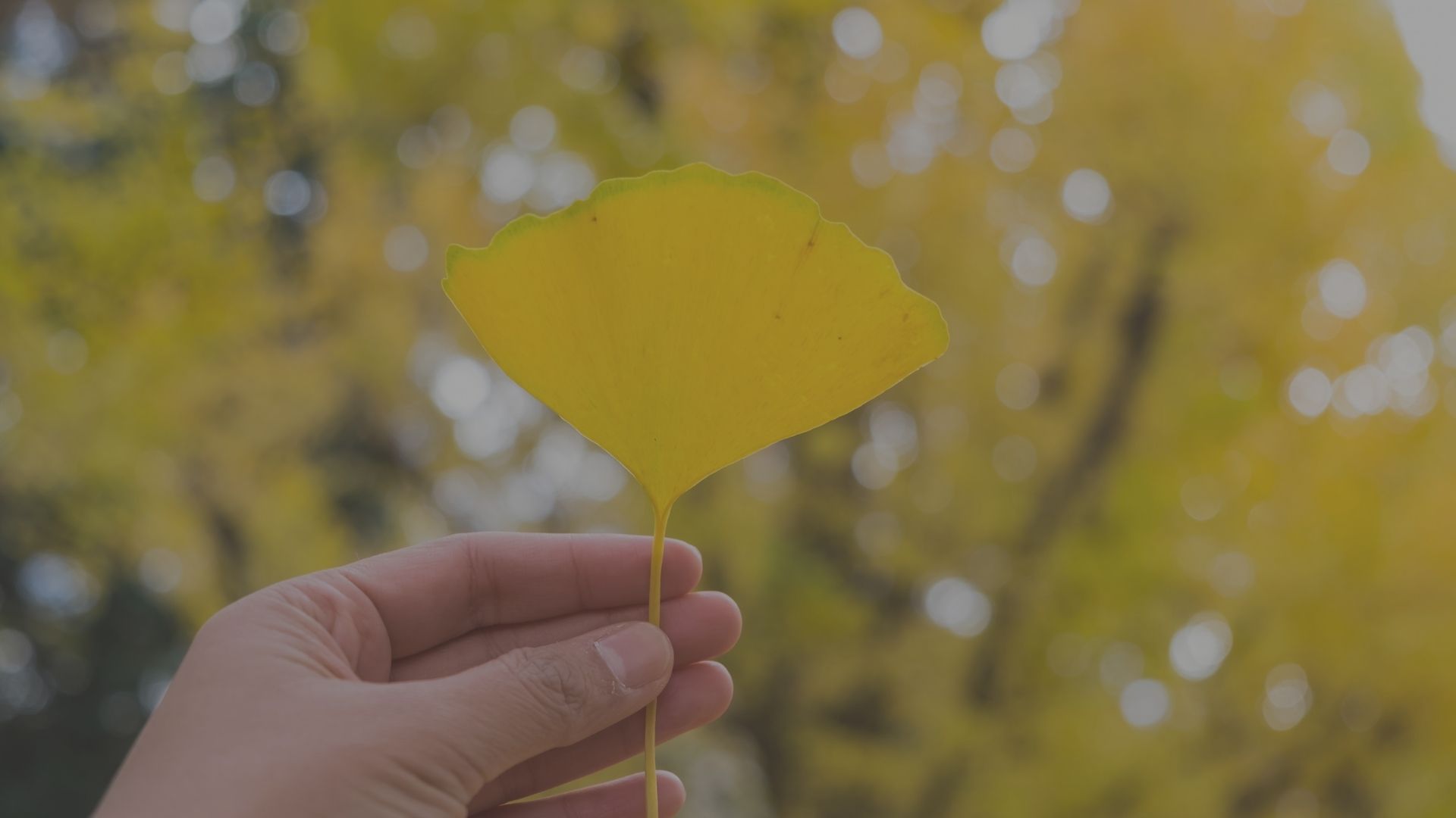 Lotus Blatt - gemeinsam Gutes bewirken über das eigene Leben hinaus