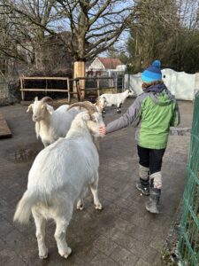 eine junge Frau und 4 Ziegen auf dem Hof